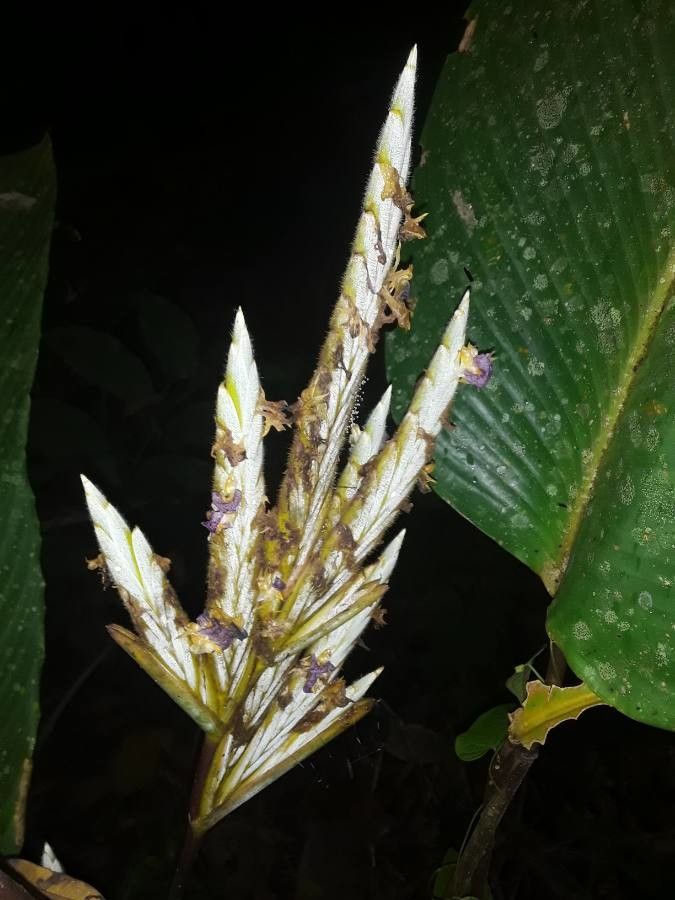 Pleiostachya pruinosa flower