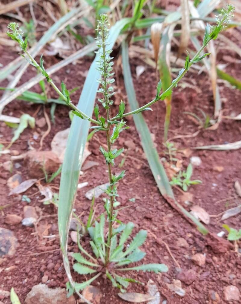 Lepidium pedersenii habit