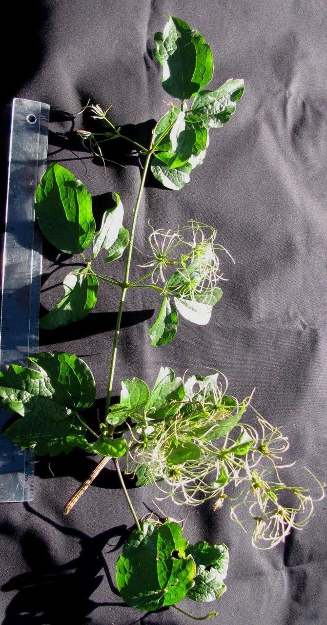 Clematis grossa other