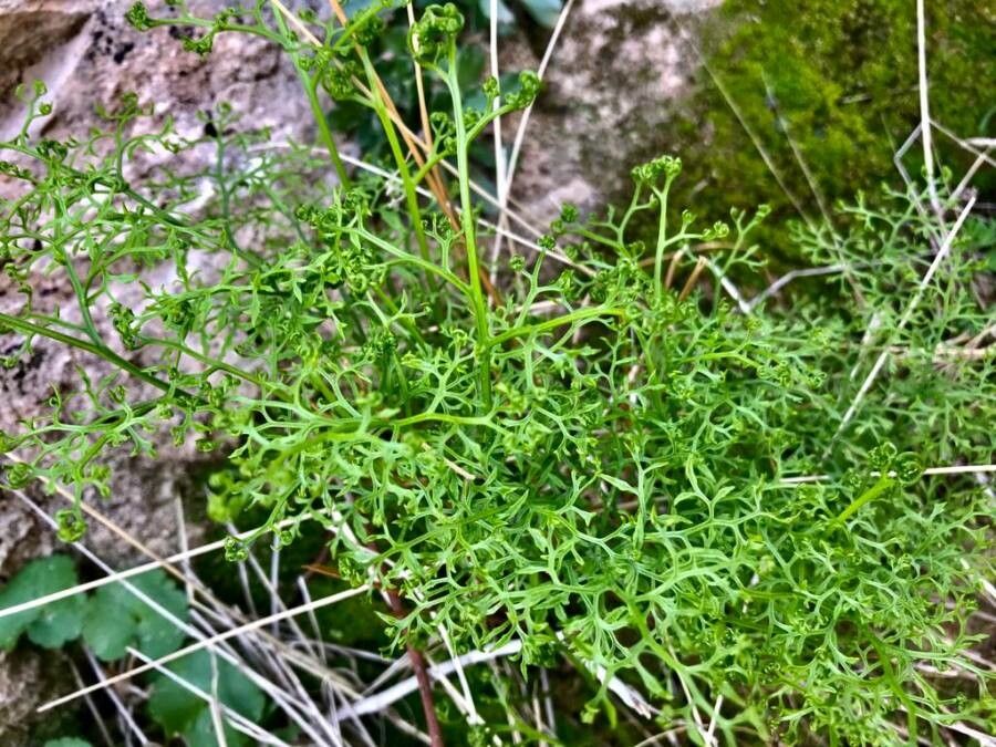Onychium divaricatum leaf