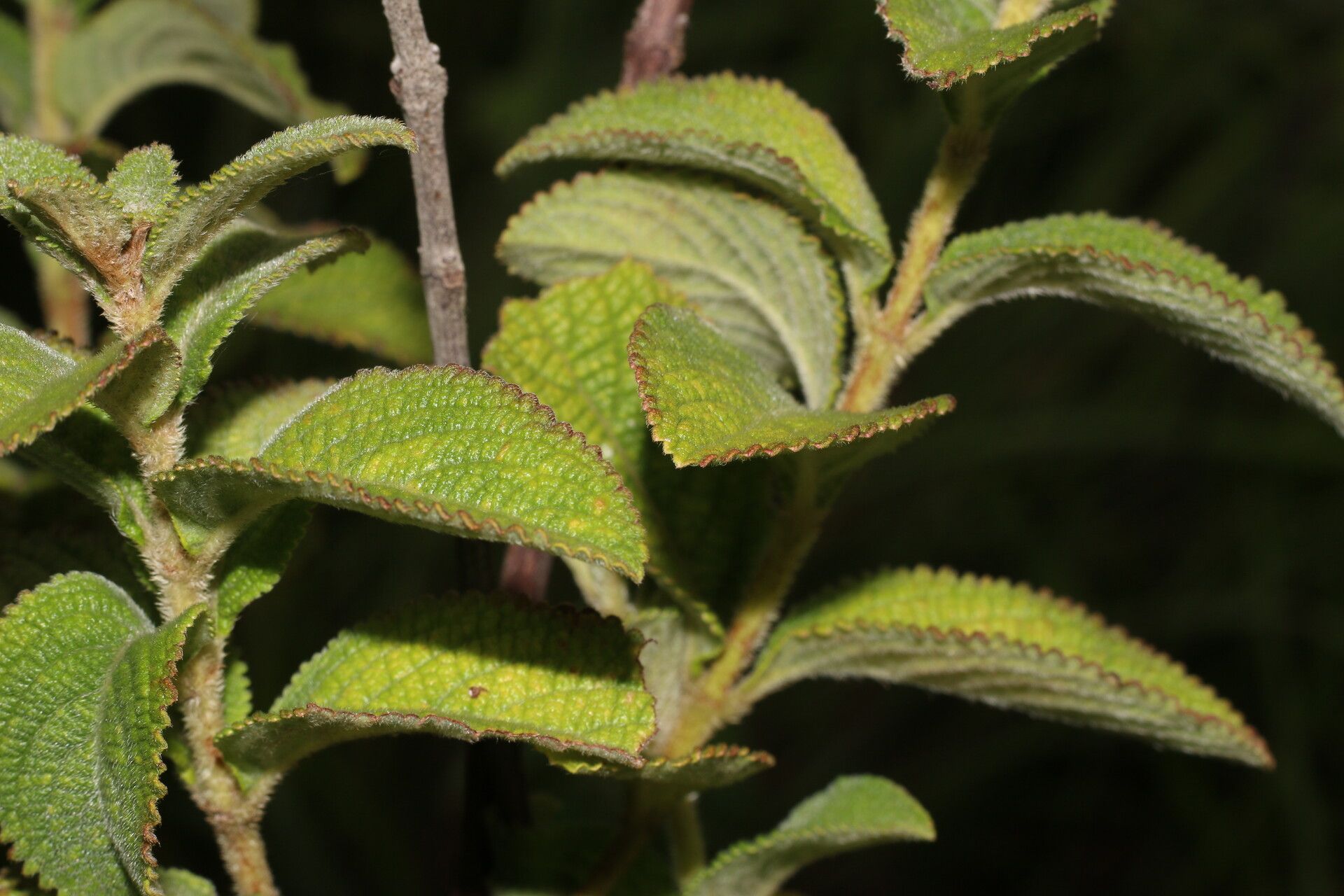 Hyptis brachiata — related species from the same genus