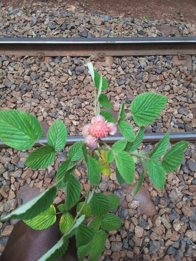 Rubus ellipticus fruit