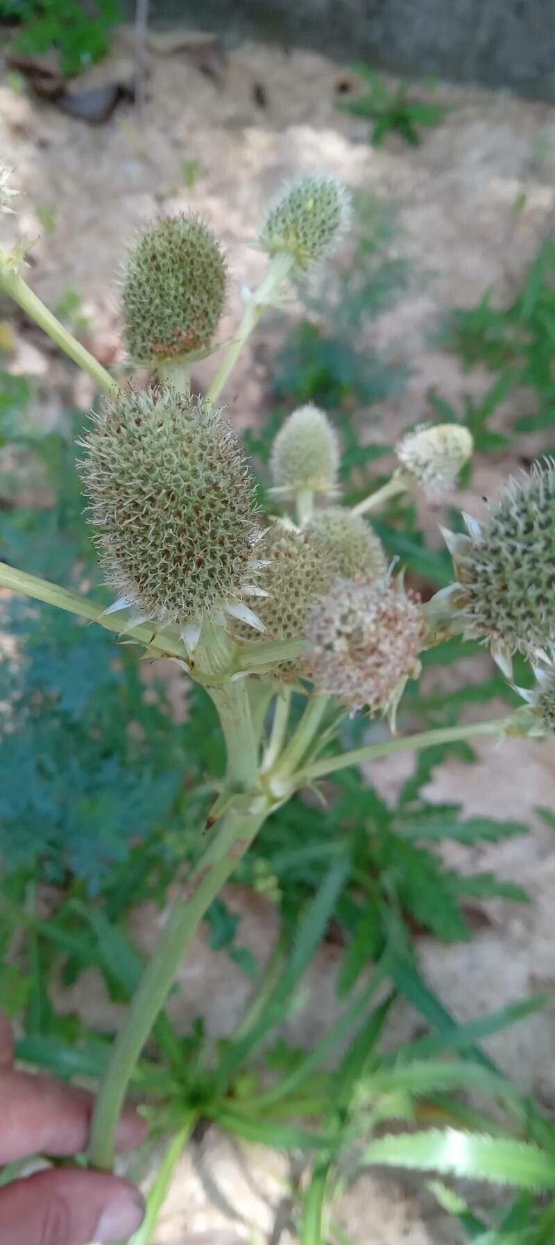 Eryngium agavifolium flower
