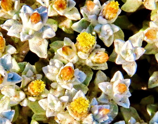 Helichrysum obtusum — houseplant care guide