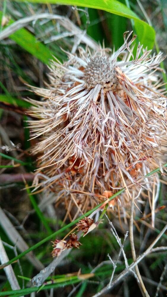 Banksia oblongifolia fruit