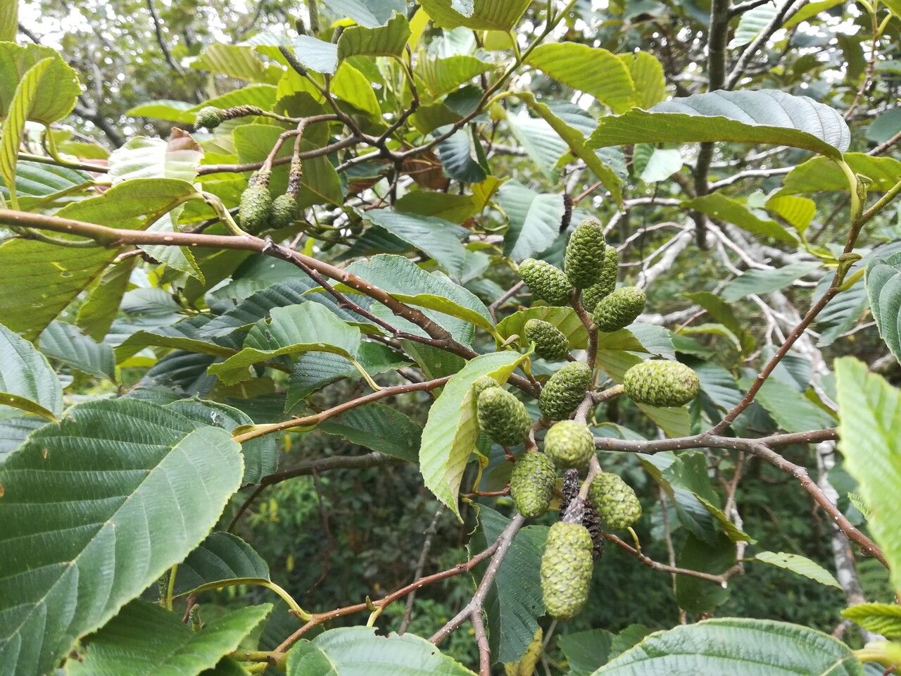 Alnus acuminata fruit