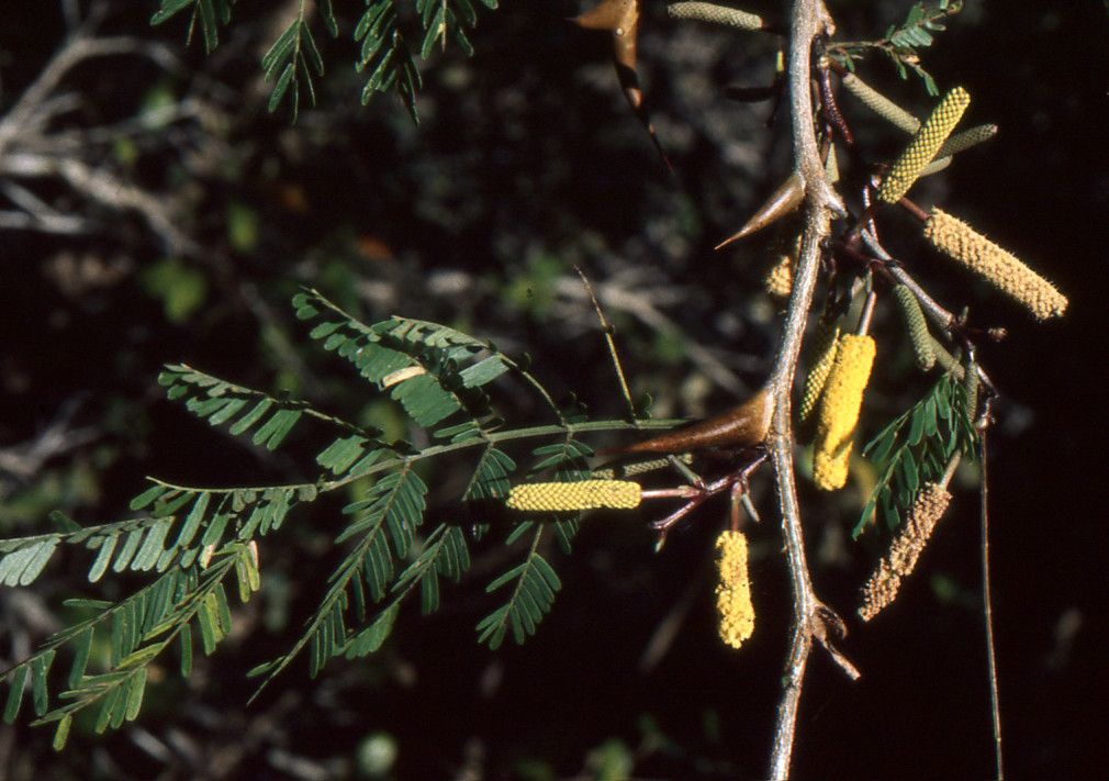 Acacia collinsii flower