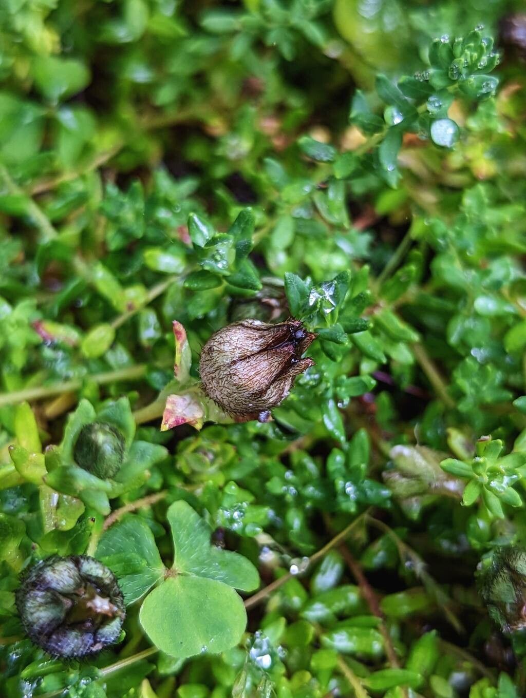 Cyananthus microphyllus fruit