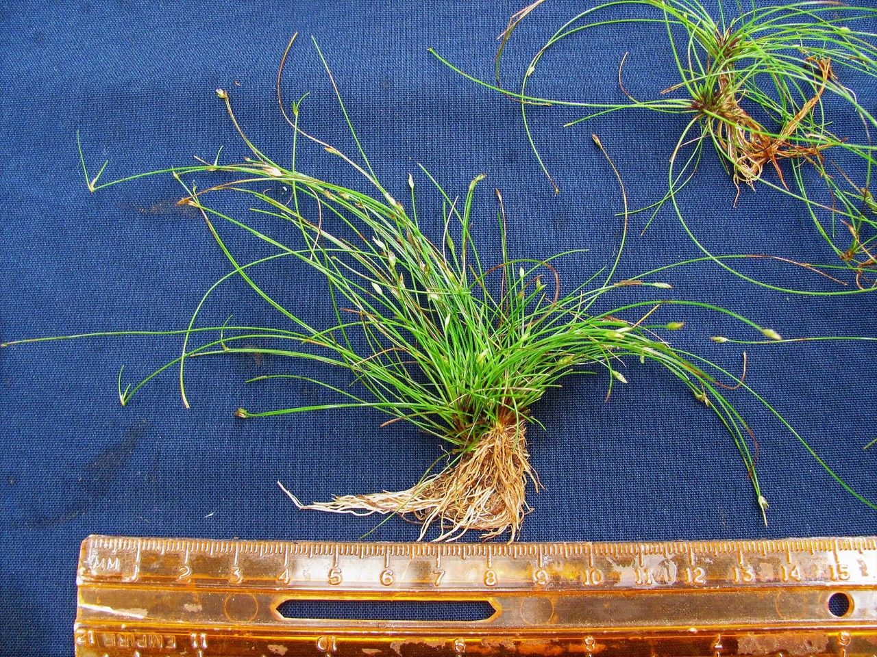 Eleocharis retroflexa other