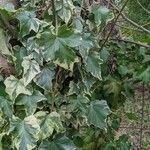 Hedera algeriensis