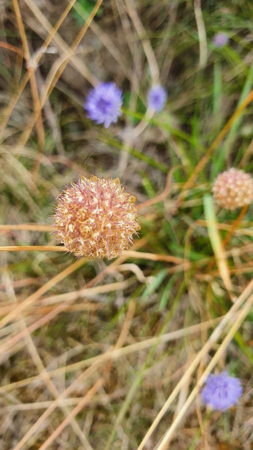 Jasione montana fruit