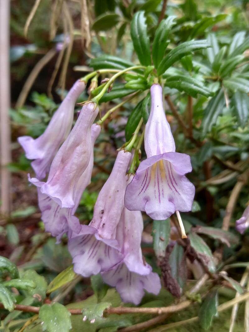 Lysionotus pauciflorus flower