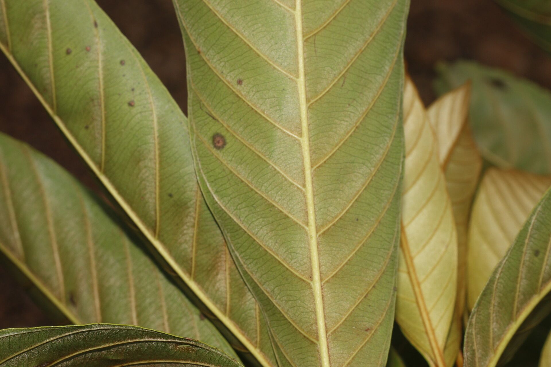 Chrysophyllum colombianum leaf