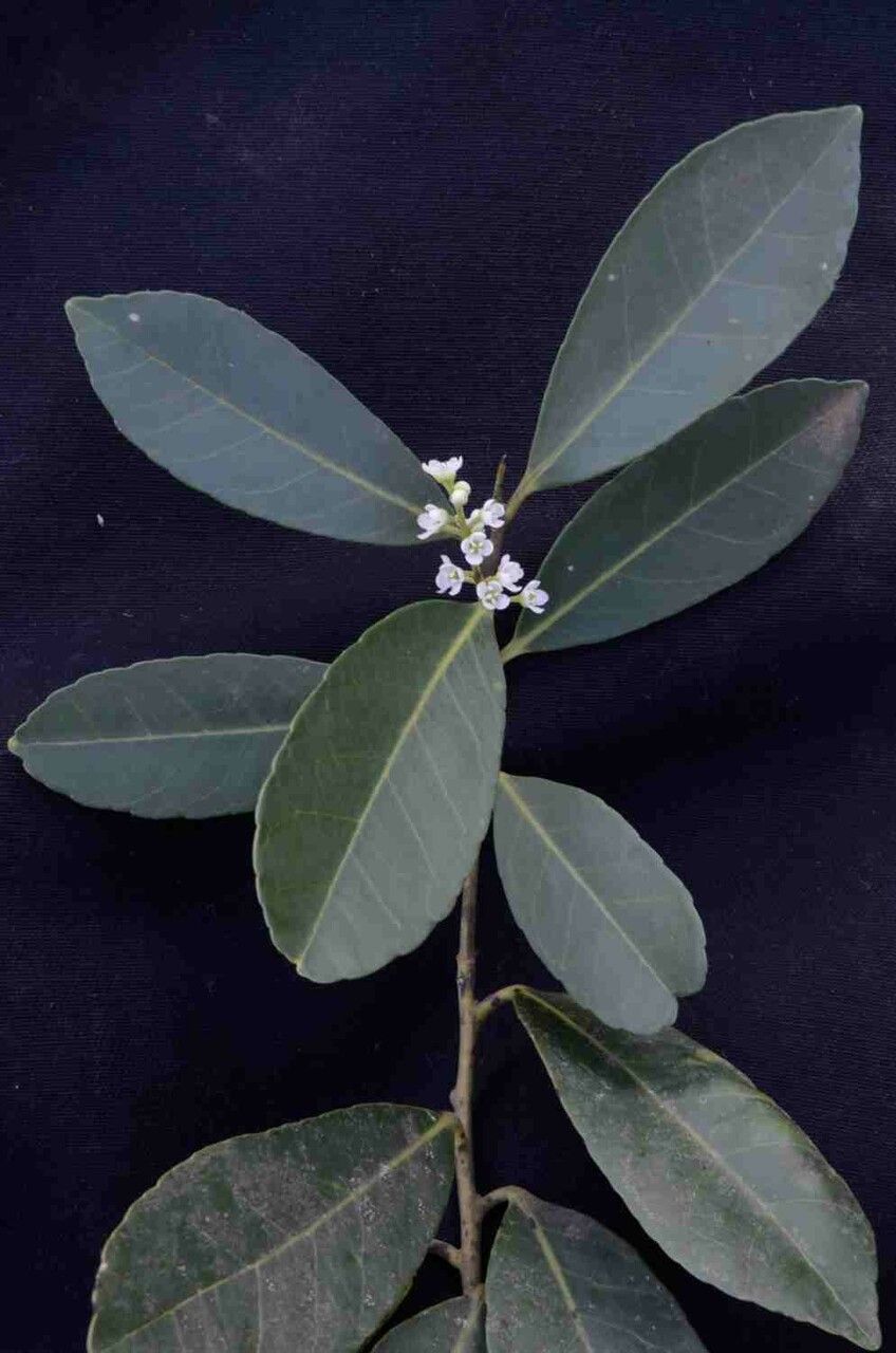 Ilex affinis
