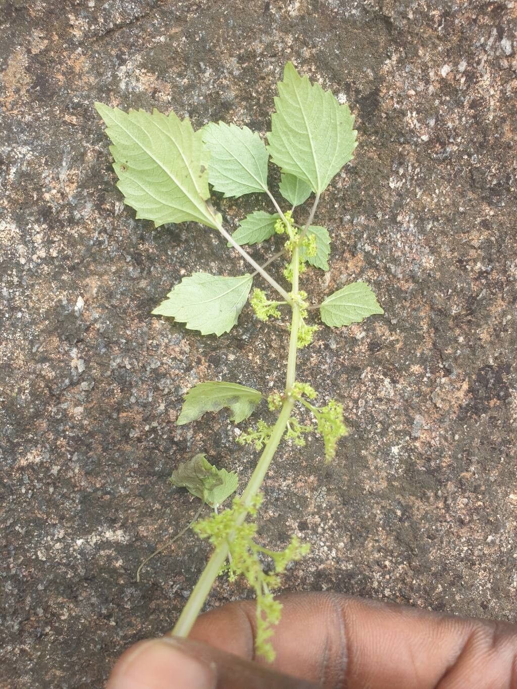 Pilea angolensis leaf