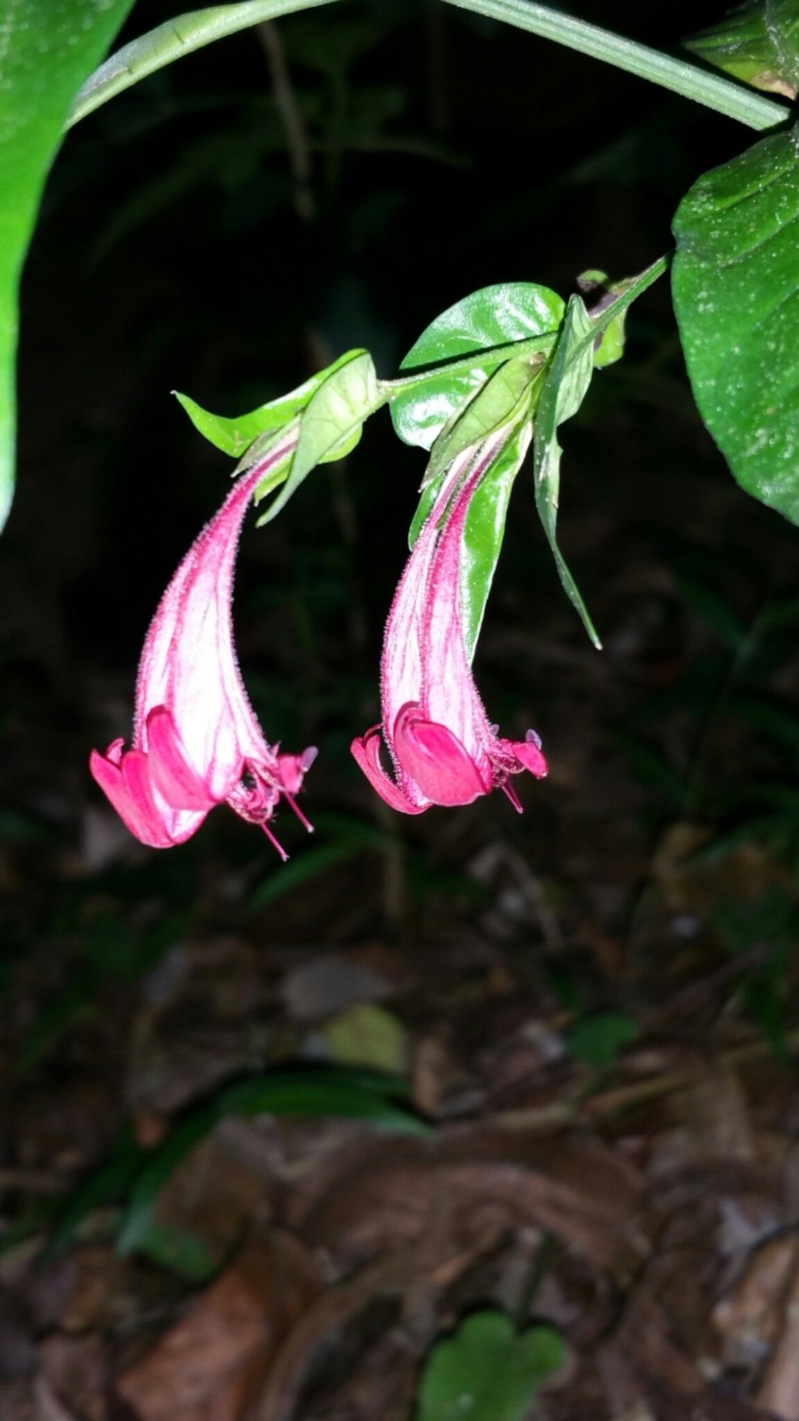 Hypoestes fascicularis flower