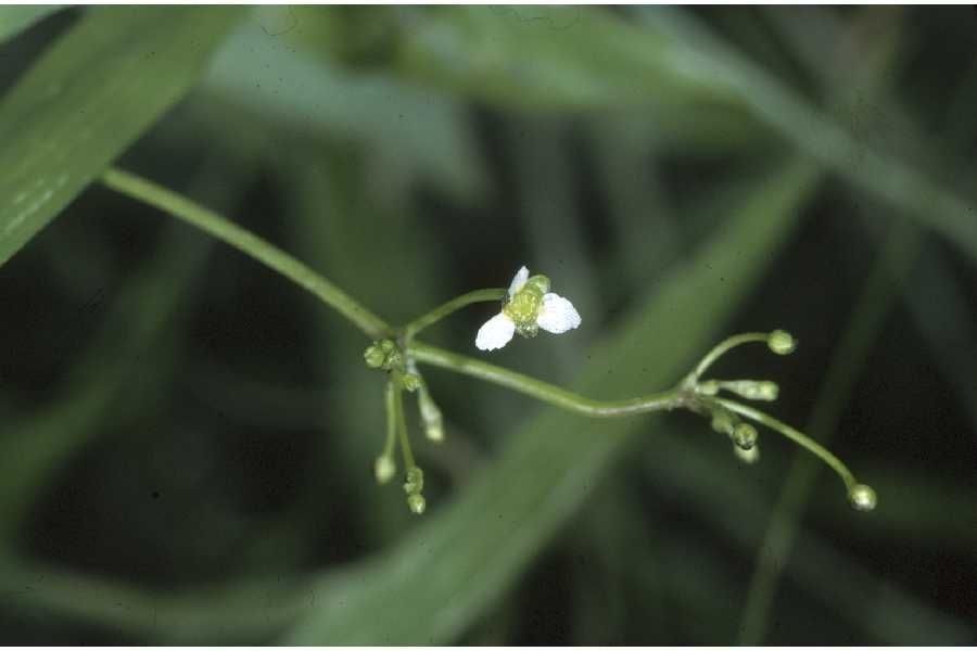 Alisma subcordatum flower