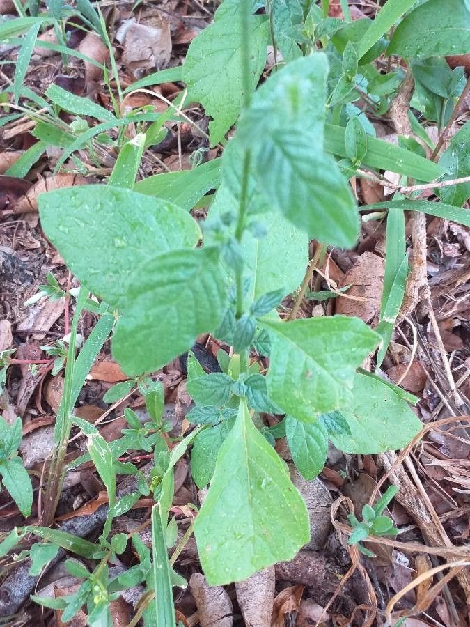 Heliotropium angiospermum leaf