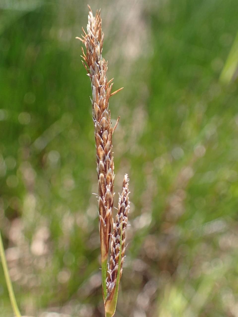 Carex vesicaria fruit