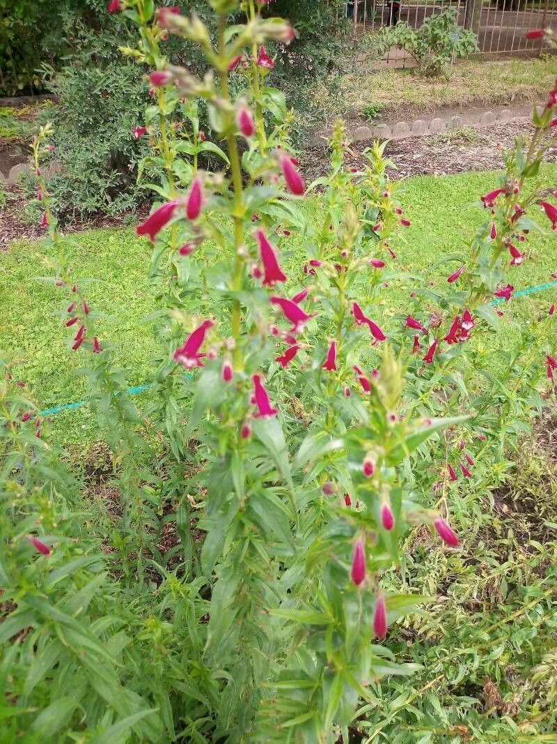 Penstemon kunthii — houseplant care guide