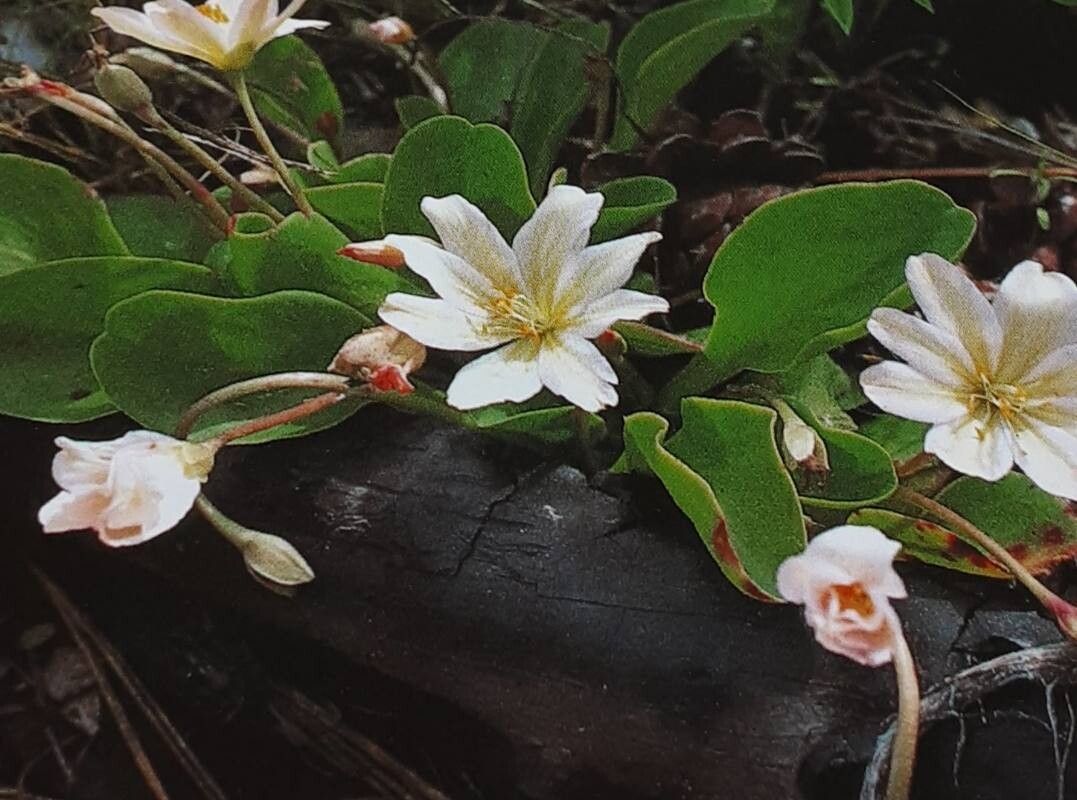 Lewisiopsis tweedyi flower