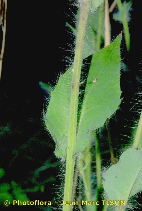 Hieracium plecophyllum bark