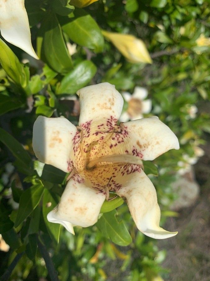 Rothmannia capensis flower