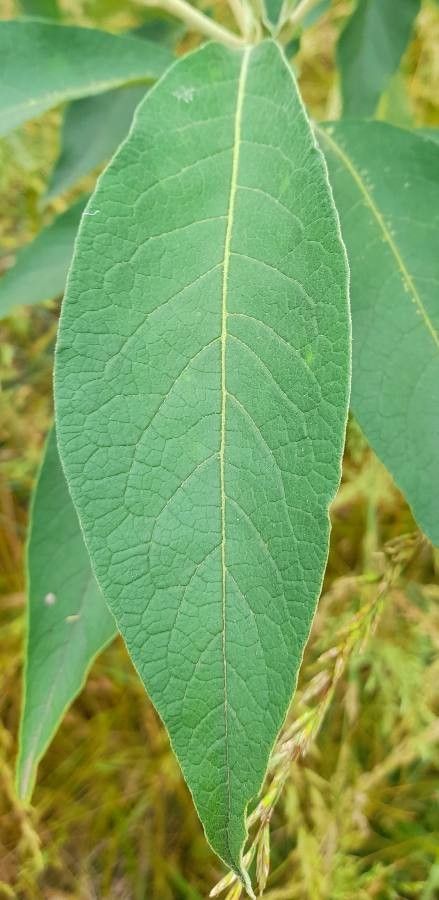 Solanum granuloso-leprosum leaf