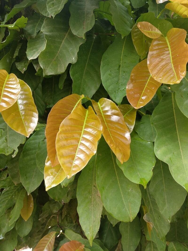 Coccoloba acuminata leaf