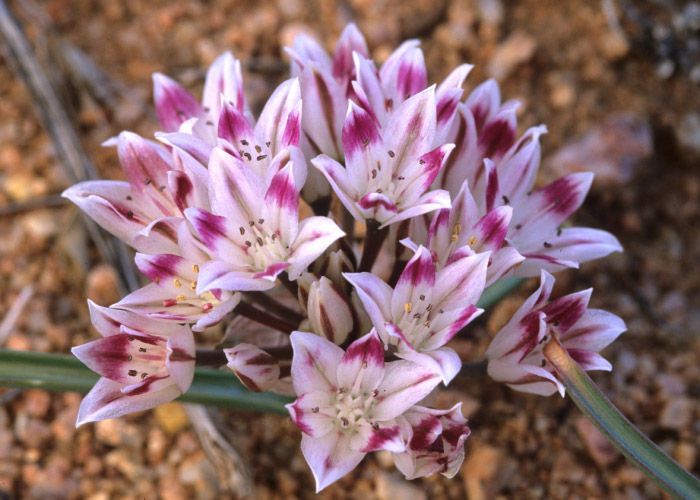 Allium bigelovii — houseplant care guide