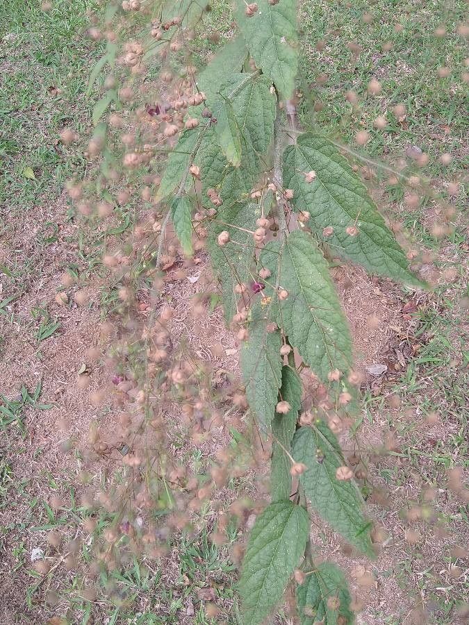 Sidastrum paniculatum