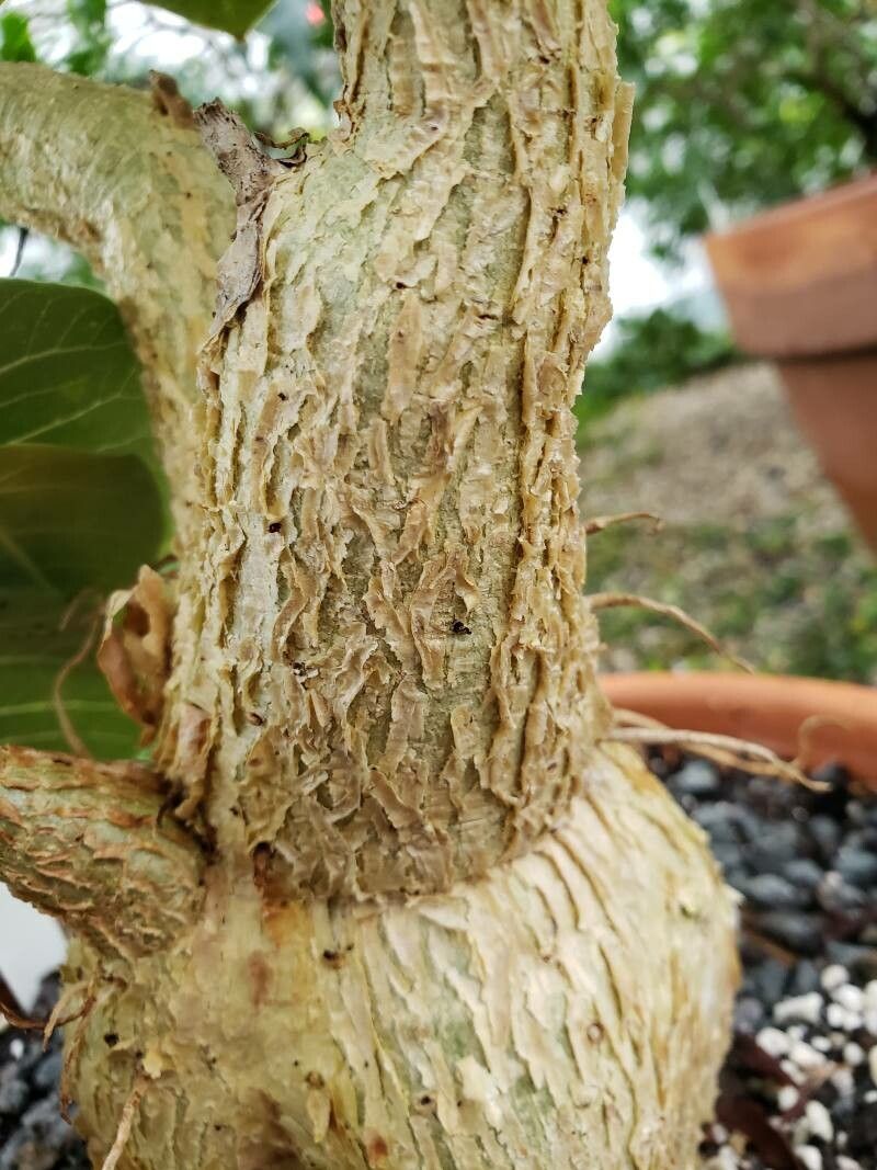 Ficus petiolaris bark