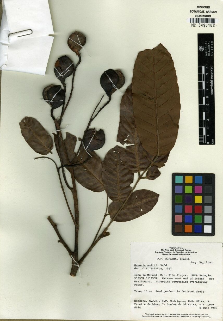 Ormosia smithii — houseplant care guide