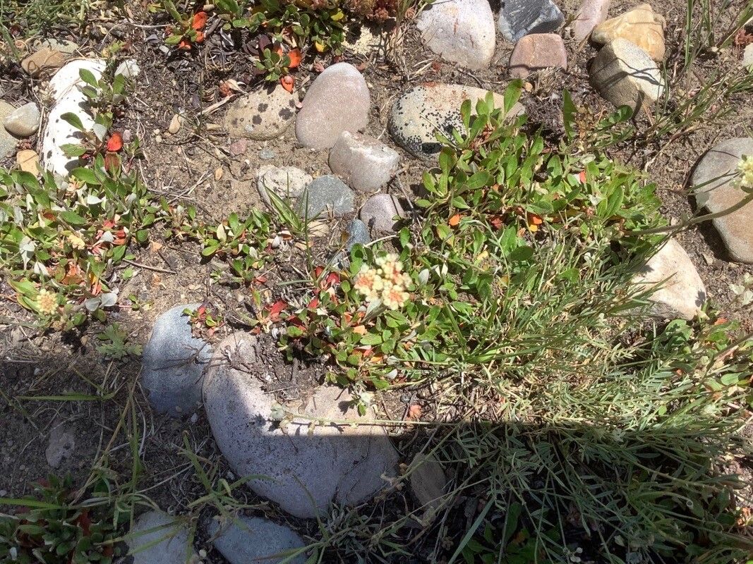 Eriogonum jamesii — search result for 'Eriogonum'