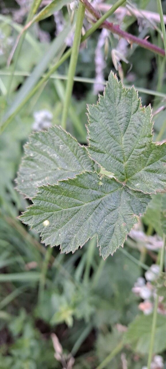 Rubus wahlbergii — houseplant care guide