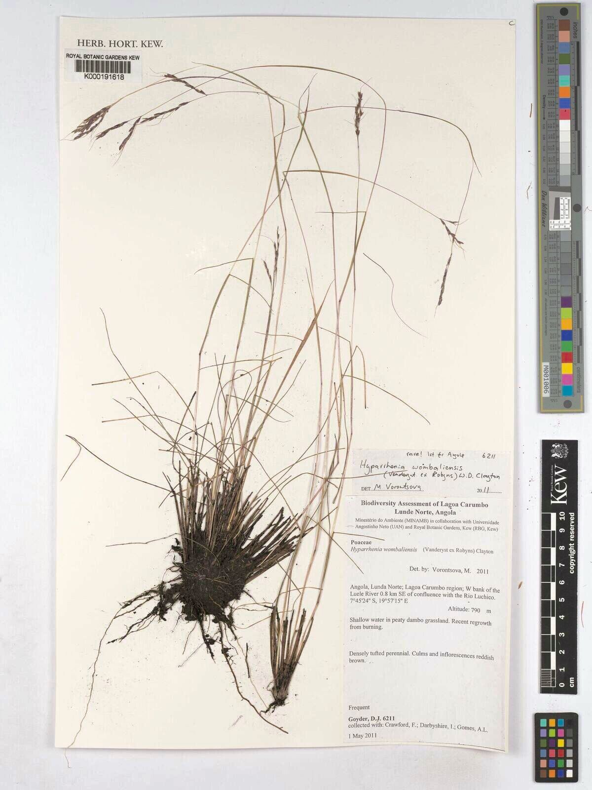 Hyparrhenia wombaliensis — houseplant care guide