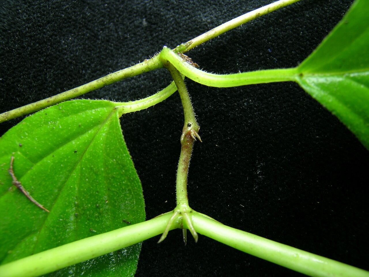 Ceropegia macrantha habit