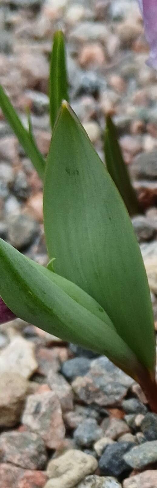 Fritillaria alburyana