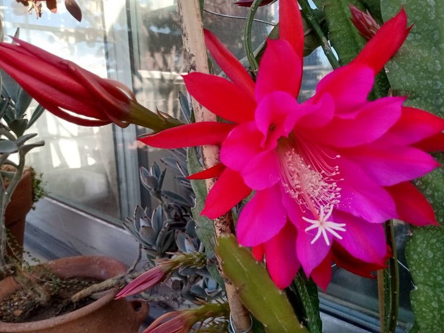 Hylocereus stenopterus flower
