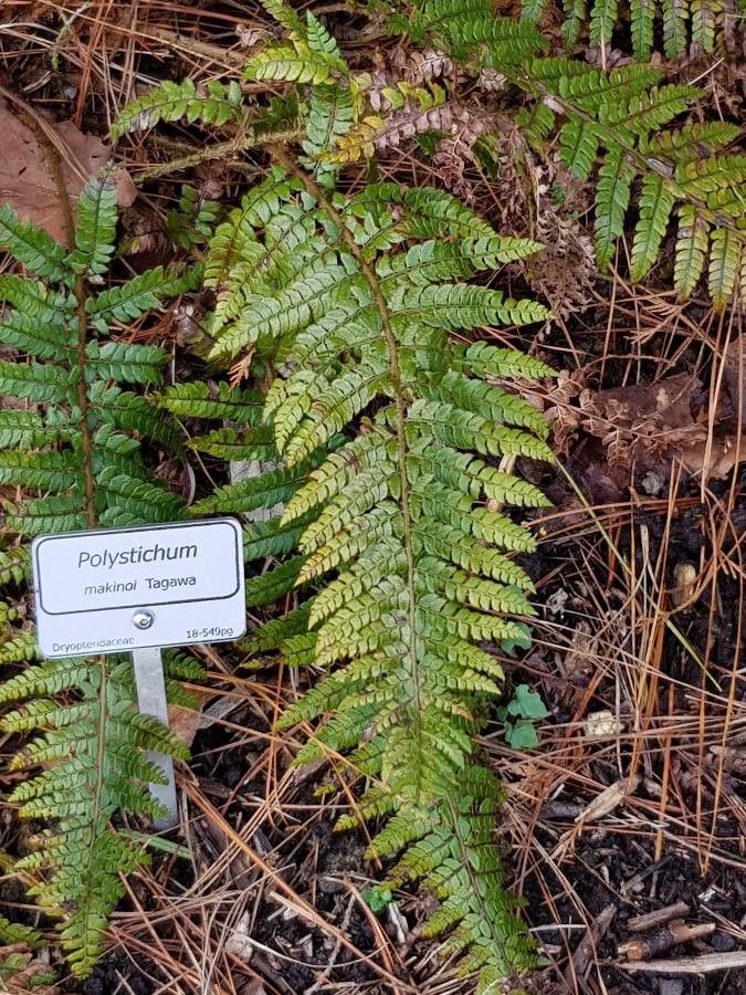 Polystichum makinoi other