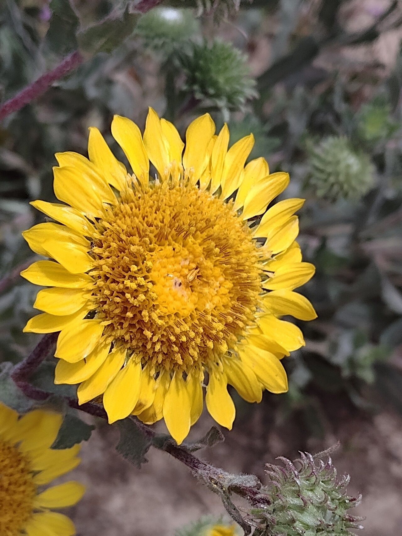 Grindelia hirsutula flower