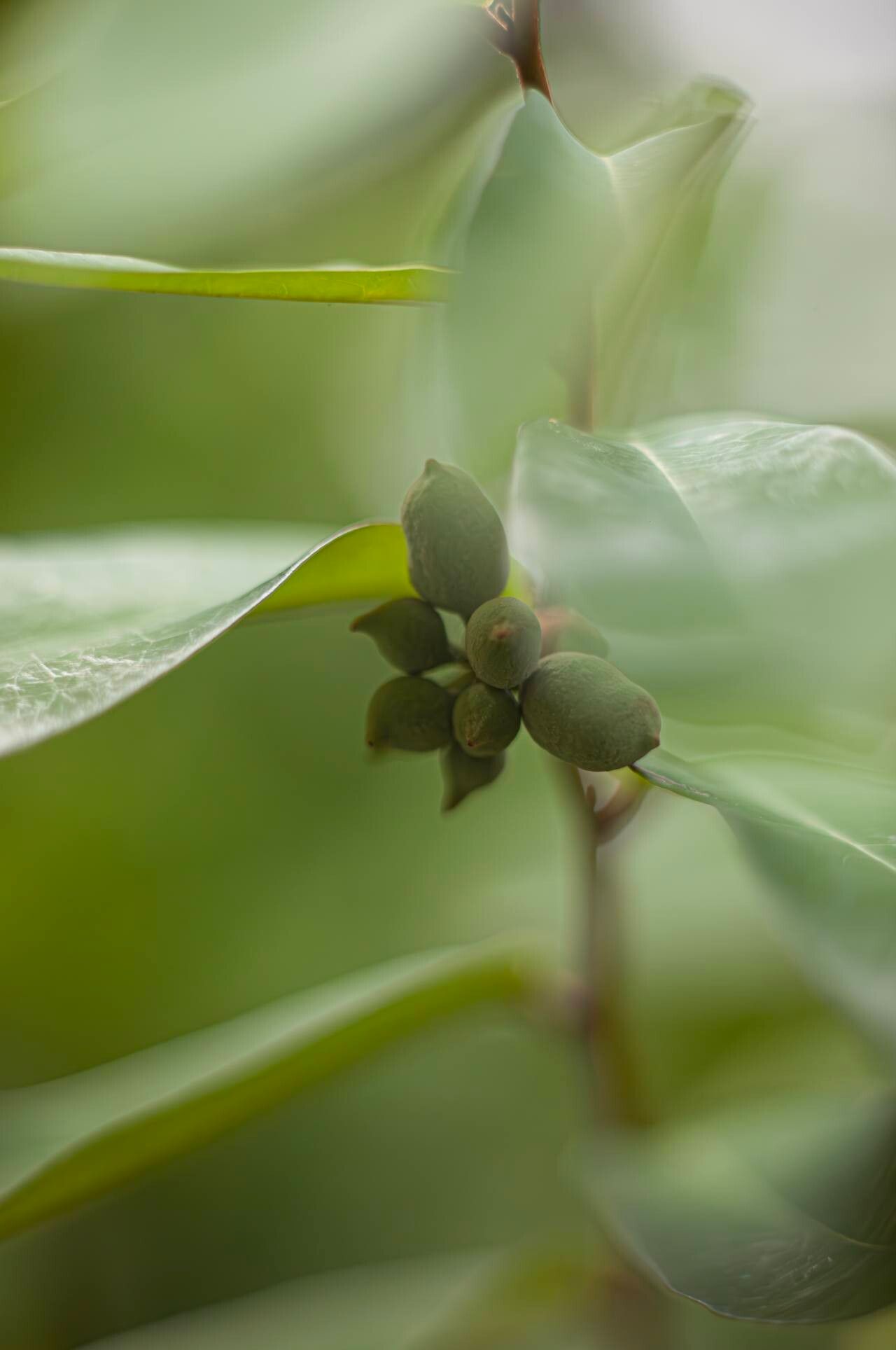 Uvaria siamensis fruit