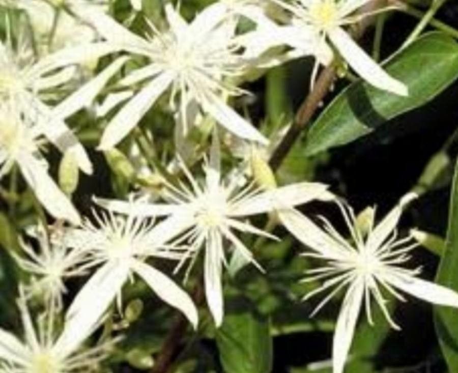 Clematis aristata flower