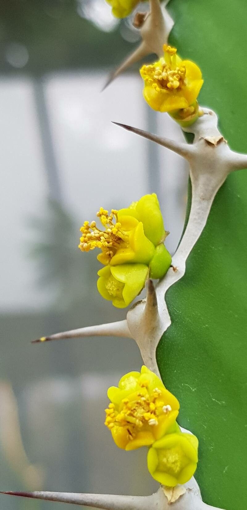 Euphorbia cactus flower