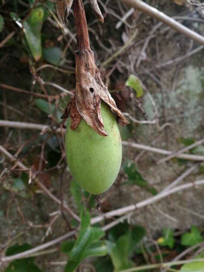 Passiflora manicata fruit