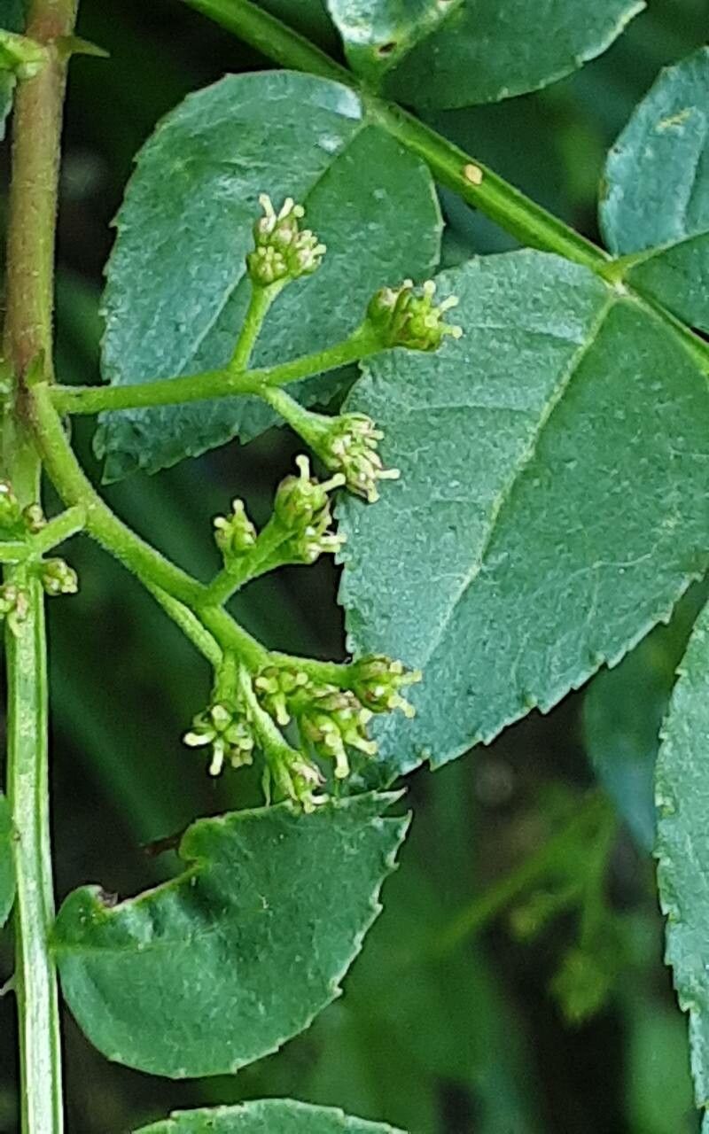 Zanthoxylum beecheyanum flower