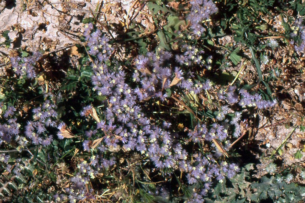 Limonium lobatum other
