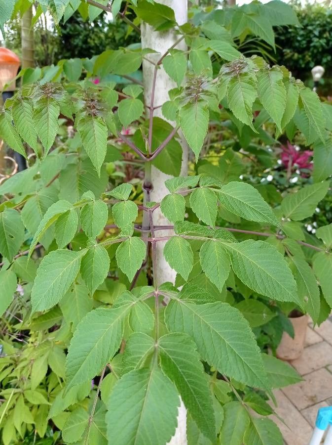 Dahlia imperialis leaf