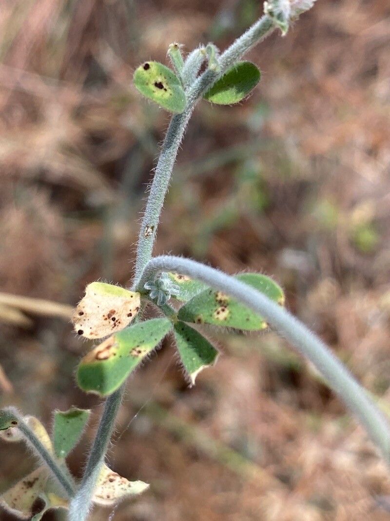 Lotus campylocladus — search result for 'Lotus'