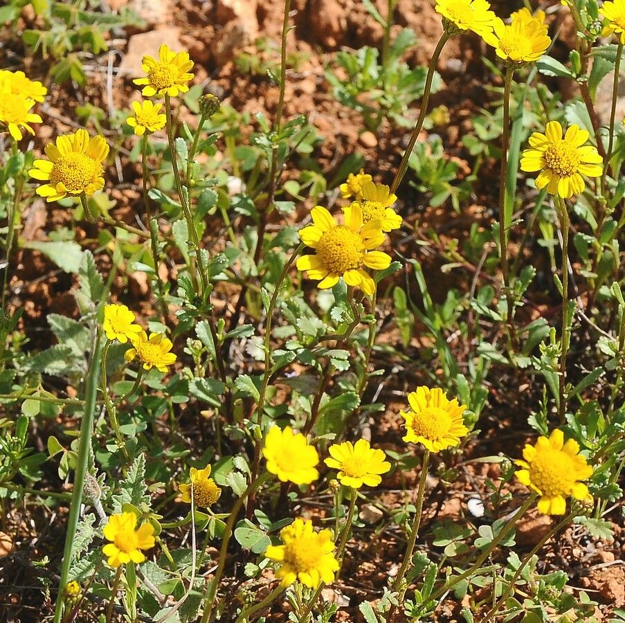Coleostephus myconis — repeat bloomer houseplant